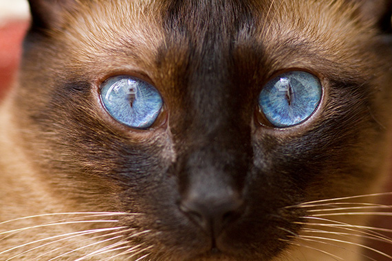 blue cat eyes