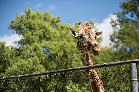 zoo photography tips