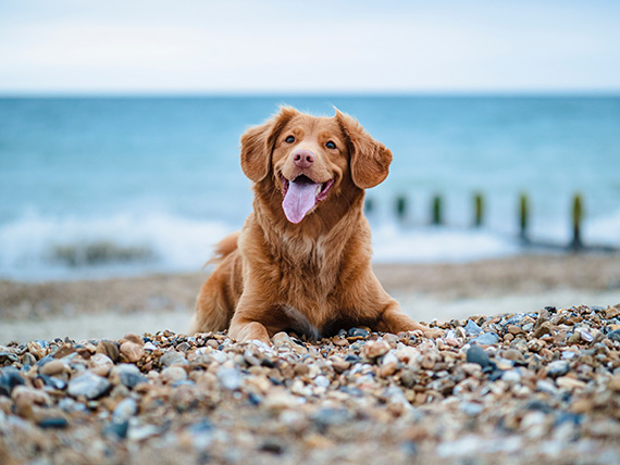 number one dog photography tip