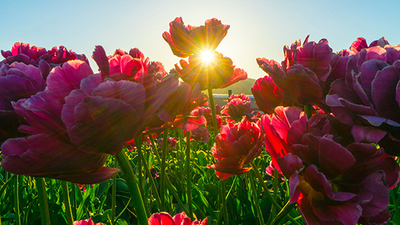 springtime photography tips