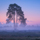 Interesting Photo of the Day: Foggy Pastel Sunrise