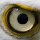 Interesting Photo of the Day: Eagle Eye
