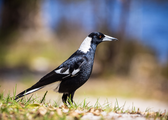 focusing animal eye