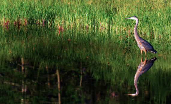 bird landscape