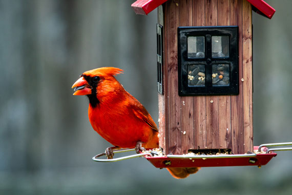 bird feeder