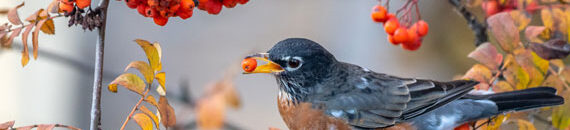 Beginner Tips for Photographing Birds