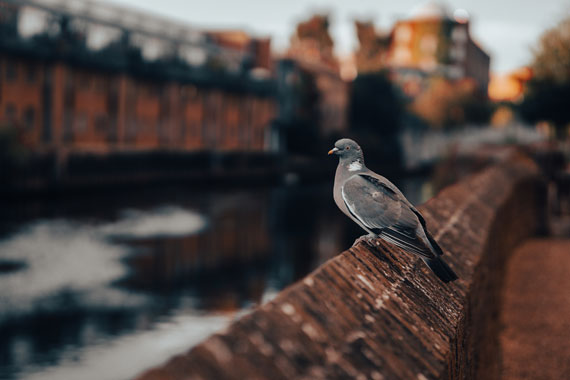 city bird