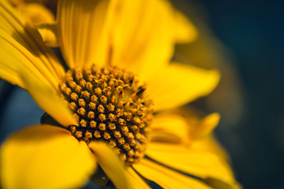 macro flower photo