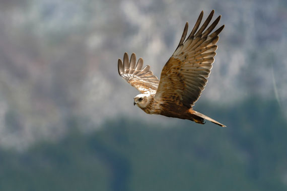 bird in flight