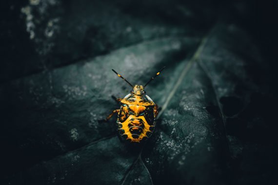 insect photography