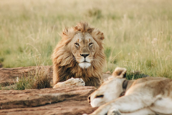 lion photo