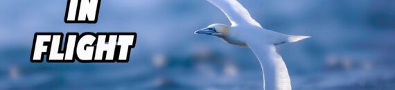 Birds in Flight Photography Tutorial