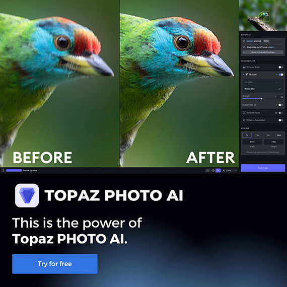 topaz photo ai bird