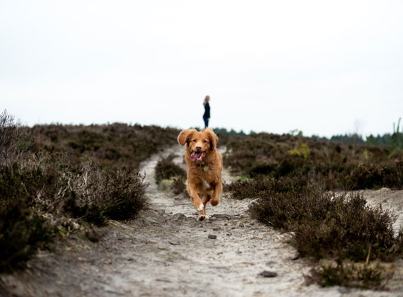 dog running