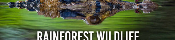 Rainforest Wildlife Photography Tips