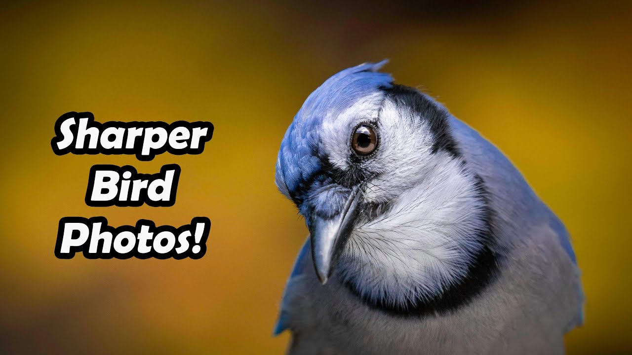 How to Take Sharper Bird Photos