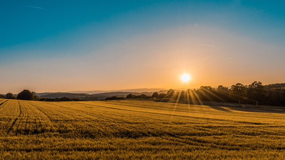 summer landscape