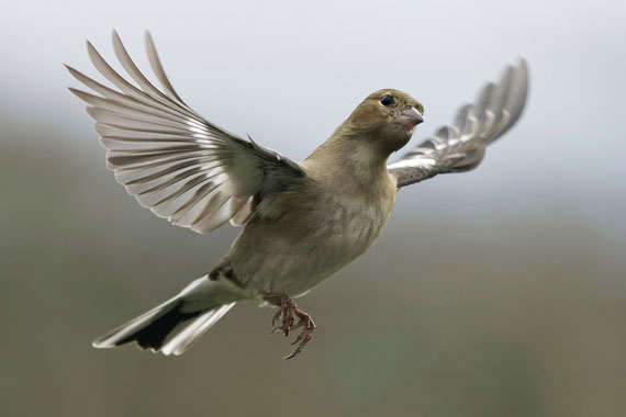 bird flight photo