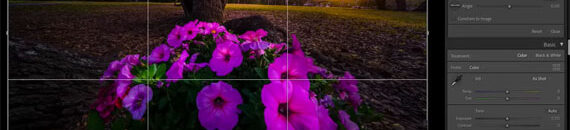 Focus Stacking Tricks from Lightroom to Photoshop