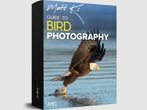 bird photography guide