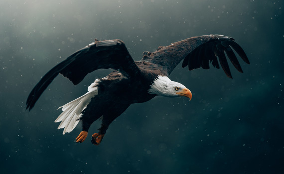 eagle photo