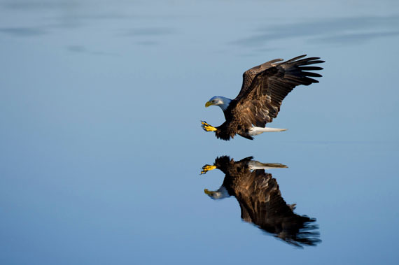 birds in flight