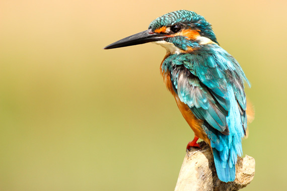 kingfisher bird