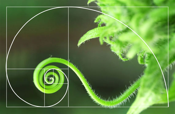 fibonacci spiral