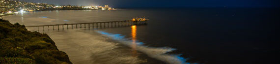 How to Photograph Bioluminescence