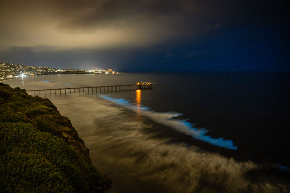 bioluminescence photography