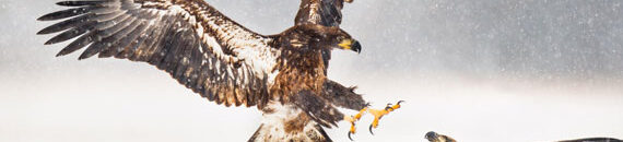 Chasing Feathers: Tips for Photographing Soaring Birds