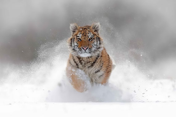 tiger running in snow