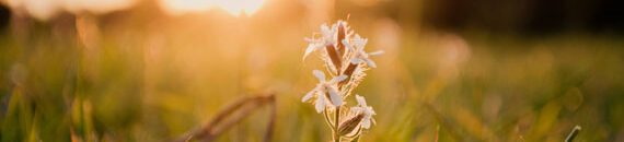 Illuminated Blooms: Backlit Flower Photography Tips