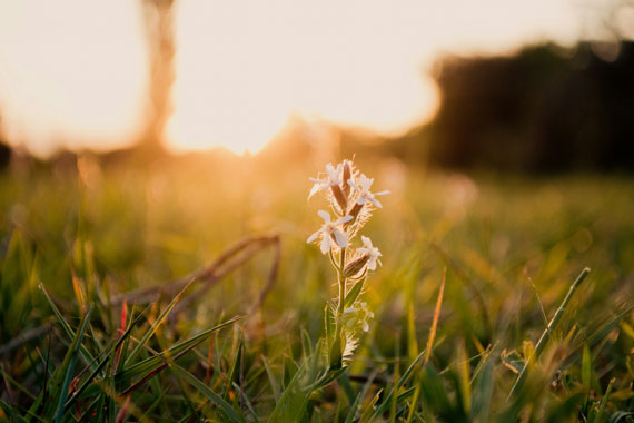 backlit flower