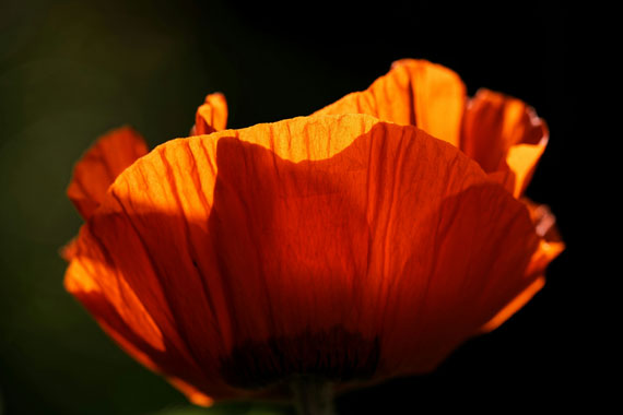 backlit petals