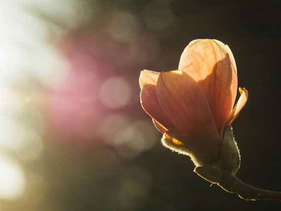 flower composition