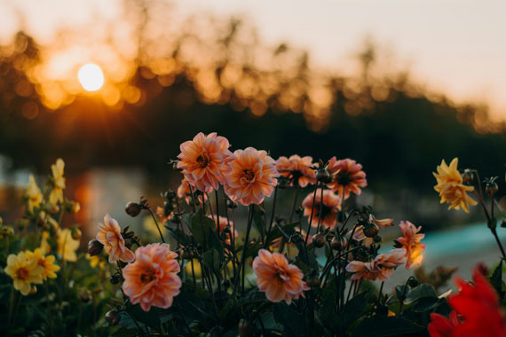 flower lighting