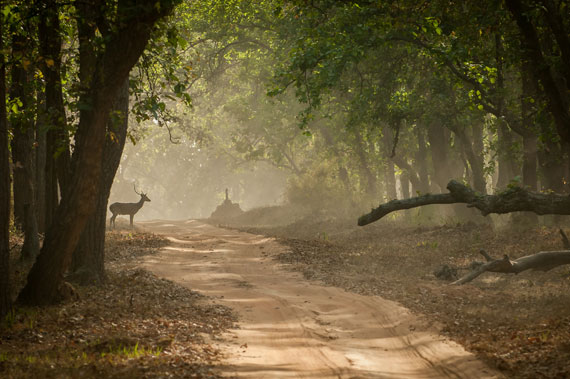 dappled light