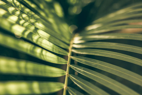 leaf dappled light