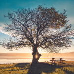 Branching Out: A Fun Tree Photography Challenge