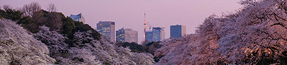 Where and When to Photograph Cherry Blossoms