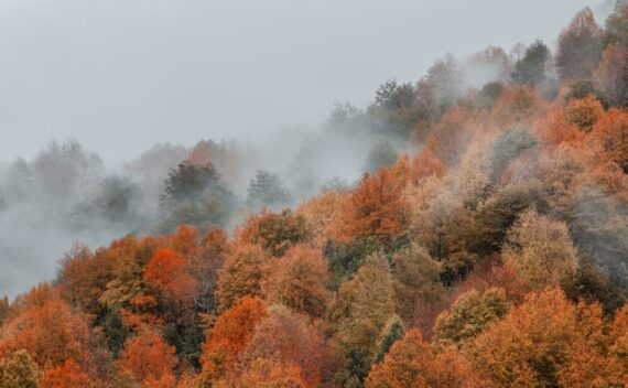 fog colors