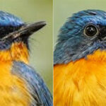 Photo Sharpness Looks Different After This Fidelity Update