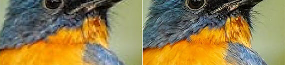 Photo Sharpness Looks Different After This Fidelity Update