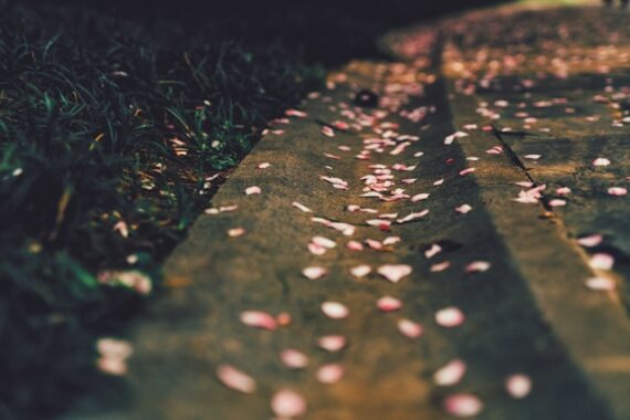 flower petals