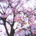 Most Photographers Miss This Spring Moment Completely