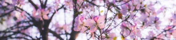 Most Photographers Miss This Spring Moment Completely