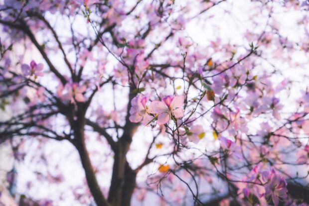 Most Photographers Miss This Spring Moment Completely