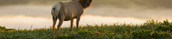 New! How to Use Presets in Topaz Photo