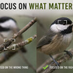 Why Your Camera Focuses on the Wrong Thing
